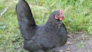 View from the Whitehouse – Chickens