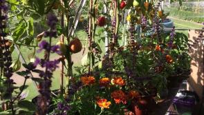 Gardening with Michael Pell: Spring