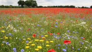 Wild flower meadows decline by 97%