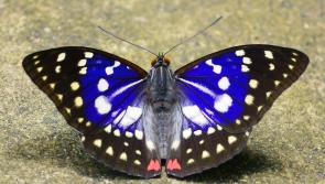 Join in the Big Butterfly Count