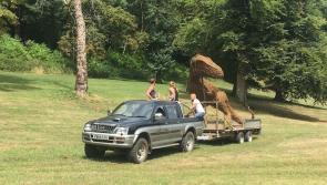 Tyrannosaurus Rex spotted at Canonteign Falls!