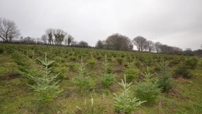 Santa’s workshop for sale in Widecombe