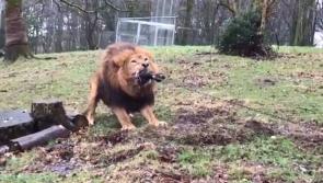 Human vs beast