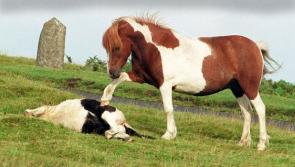 More horses killed on  Devon’s roads