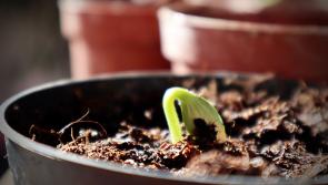Plant a seed, watch it grow