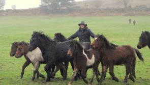 Charlotte Faulkner – campaigner for ponies on Dartmoor