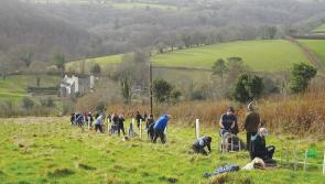 100,000 trees planted on Dartmoor