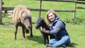 Miniature  Pony Centre  to re-open