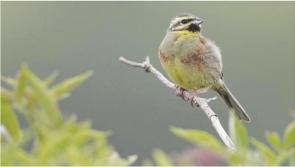 Barratt to rehome rare cirl buntings