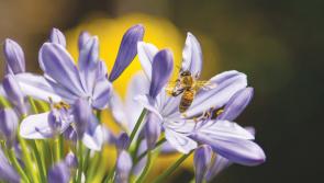 Bee positive