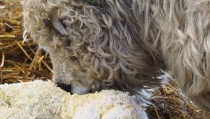 The Big Picture by Mary Heard