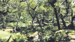 Newreportprovides evidence of compounding threatsto UK’s woods and trees