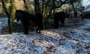 Dartmoor ponies near Horrabridge (Image- David Townsend)