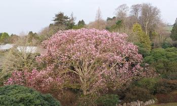 90 year old Magnolia campbellii, biggest in the country (Image- Lukesland Gardens)