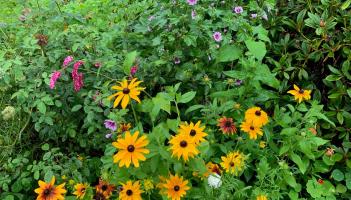 In the Garden with Michael Pell