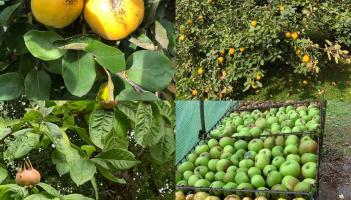 Autumn – the start of the gardening year?