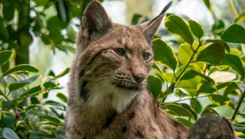 The ghost of the forest