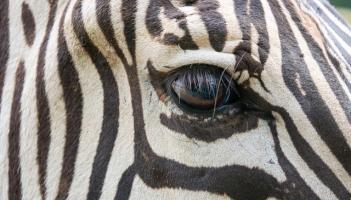 Dartmoor Zoo supports zebra conservation with new animal transfers and breeding efforts