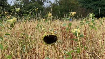 Drooped Sunflowers due to drought Credit- Nathan Dowding