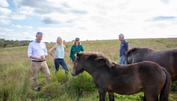 Campaign to safeguard Dartmoor’s iconic Hill Ponies gains fresh momentum
