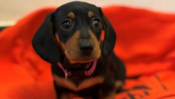 Miniature Dachshund Harriet Credit- Gables