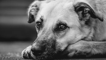 Heroes with four paws: Audax champions Hounds for Heroes at International Security Expo