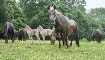 Over 70 Icelandic Horses were saved Credit- The Mare and Foal Sanctuary