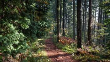 New woodland planned for Okehampton