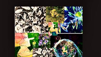 Wild Peace