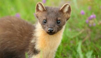 Pine marten Credit- Terry Whittaker