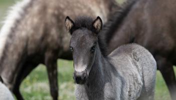 The young foal with bright blue eyes who needs a name Credit- Mare and Foal Sanctaury