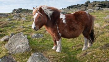 Rare Dartmoor ponies to feature at upcoming Okehampton sale