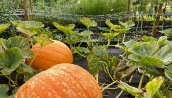 Pumpkins in the walled garden Credit- Toria Hare