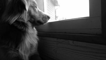 Bonfire Night safety at home: How to protect pets and gardens this evening