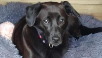 Bella, the black Lab, has been missing for a number of days Credit- Greta Bee FB