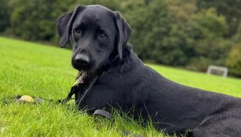 Police Dog Ken assisted the search for the Cannabis package Credit- D&C Police
