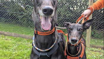 Lurch and Wednesday, two of the Greyhounds currently at Gables Credit- Gables