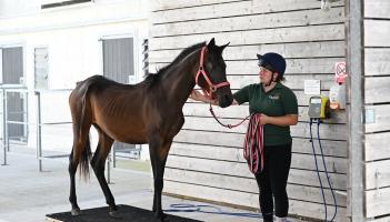 Mare and Foal Sanctuary launches Christmas appeal after rescue of severely neglected young horse