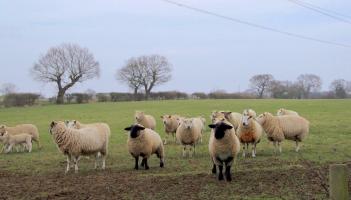 Dartmoor agriculture in focus after MPs divide over family farm taxation Image- Terry Kearney
