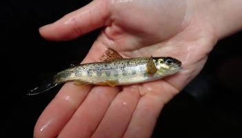 Baby salmon (Image- DCC)