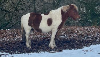A Dartmoor Pony in last week's snow and ice (Image- Jamie Townsend)
