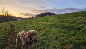 Unlimited fines introduced for irresponsible dog owners under new livestock protection law