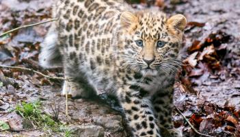 After being kept off-show since birth, Dartmoor Zoo has confirmed an important update on its rare Amur leopard cub (Image- Kira Butters)