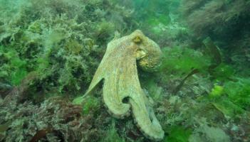 An Octopus bloom is continuing in Devon and Cornwall. Image courtesy: Plymouth City Council