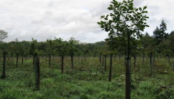 Government funding ensures continued expansion of the Plymouth and South Devon Community Forest (&copy; Copyright Dave Spicer Creative Commons Licence)