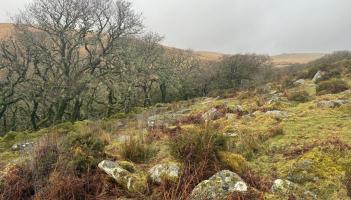 Volunteers plant 800 trees at Wistman&rsquo;s Wood as Dartmoor rainforest restoration continues