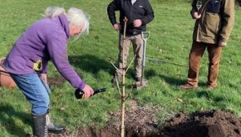 New horse chestnut tree planted in Widecombe-in-the-Moor