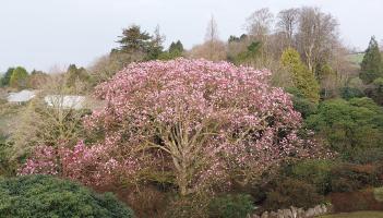 90 year old Magnolia campbellii, biggest in the country (Image- Lukesland Gardens)