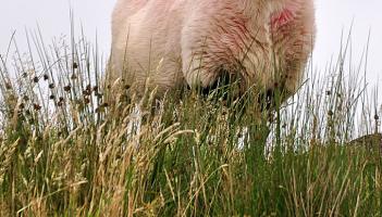 Court orders assessment of livestock levels on Dartmoor commons