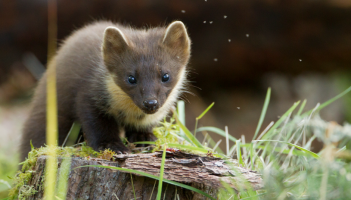 Pine marten
